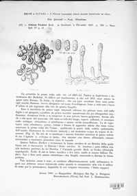 Erysiphe necator image